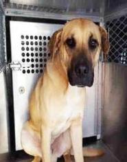 Black Mouth Cur-Unknown Mix Dogs for adoption in Dallas, TX, USA