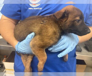 German Shepherd Dog-Unknown Mix Dogs for adoption in San Bernardino, CA, USA