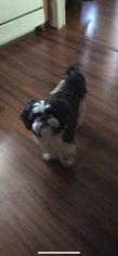 Shih Tzu Dogs for adoption in Charleston , WV, USA