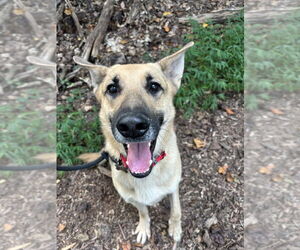 German Shepherd Dog Dogs for adoption in Mt. Airy, MD, USA