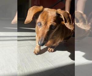 Dachshund Dogs for adoption in vacaville, CA, USA