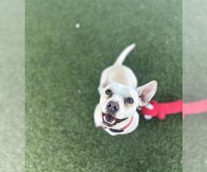 Chiweenie Dogs for adoption in Chula Vista, CA, USA