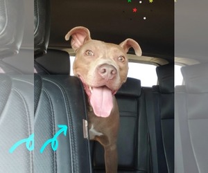 American Pit Bull Terrier-Unknown Mix Dogs for adoption in Catasauqua, PA, USA