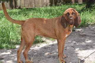 Bloodhound Dogs for adoption in Orlando, FL, USA