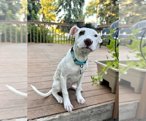 American Staffordshire Terrier-Unknown Mix Dogs for adoption in Andover, MN, USA