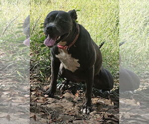 American Pit Bull Terrier-Unknown Mix Dogs for adoption in Melrose, FL, USA