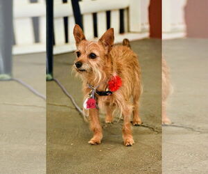 Australian Terrier-Unknown Mix Dogs for adoption in Rockaway, NJ, USA
