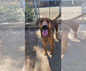 Greyhound-Unknown Mix Dogs for adoption in El Centro, CA, USA