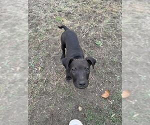 American Staffordshire Terrier Dogs for adoption in San Antonio, TX, USA