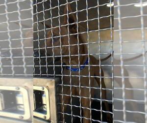 Redbone Coonhound Dogs for adoption in San Antonio, TX, USA