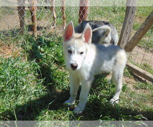 Siberian Husky Dogs for adoption in Pacific grove , CA, USA