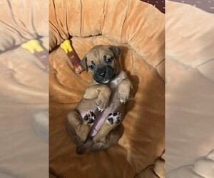 Mutt Dogs for adoption in Mooresville, NC, USA