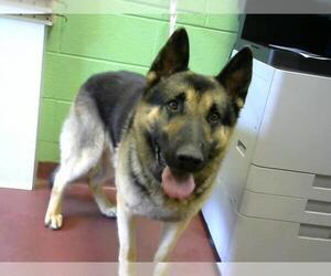 German Shepherd Dog Dogs for adoption in Murfreesboro, TN, USA