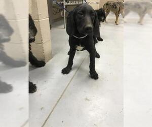 Labradoodle Dogs for adoption in Minneapolis, MN, USA