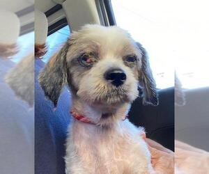 Shih Tzu Dogs for adoption in Boonton, NJ, USA