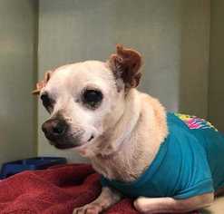 Chihuahua Dogs for adoption in Ardsley, NY, USA