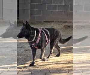 Holland Shepherd-Unknown Mix Dogs for adoption in Chandler, AZ, USA