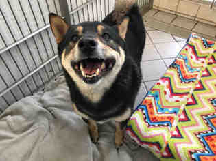 Shiba Inu Dogs for adoption in Canfield, OH, USA