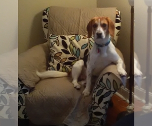 American Foxhound Dogs for adoption in Minneapolis, MN, USA