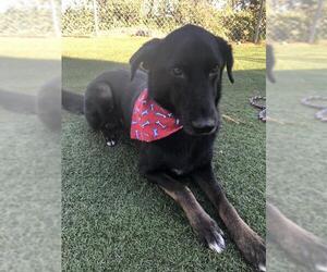 Retriever -Unknown Mix Dogs for adoption in Acworth, GA, USA