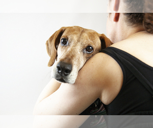 Redbone Coonhound-Unknown Mix Dogs for adoption in Norfolk, VA, USA