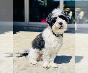Shih Tzu Dogs for adoption in Denton, TX, USA