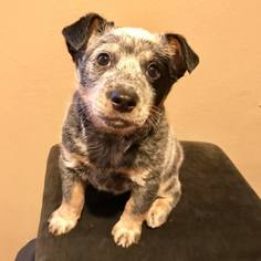 Australian Cattle Dog-Unknown Mix Dogs for adoption in Sacramento, CA, USA