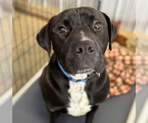 Labrador Retriever-Staffordshire Bull Terrier Mix Dogs for adoption in Crystal, MN, USA