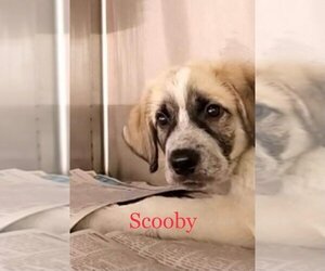 Great Pyrenees Dogs for adoption in Mount Vernon, AR, USA