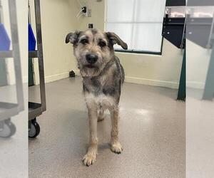 German Shepherd Dog Dogs for adoption in Pasadena, CA, USA