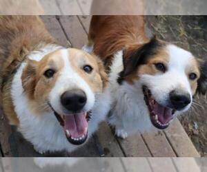 Collie Dogs for adoption in Glen Haven, WI, USA