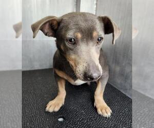 Chihuahua-Unknown Mix Dogs for adoption in San Antonio, TX, USA