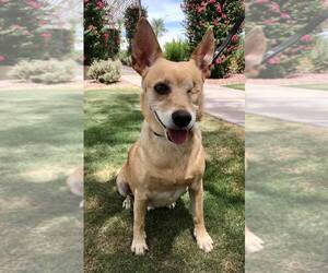 Basenji-Unknown Mix Dogs for adoption in CHANDLER, AZ, USA