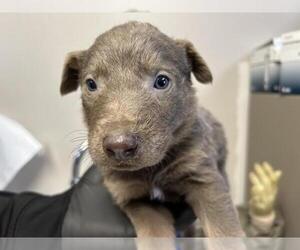 Doberman Pinscher-Unknown Mix Dogs for adoption in Visalia, CA, USA
