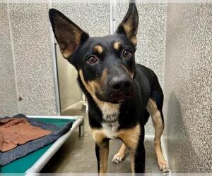 German Shepherd Dog-Unknown Mix Dogs for adoption in Santa Rosa, CA, USA