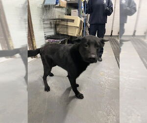 German Shepherd Dog Dogs for adoption in Stockton, CA, USA