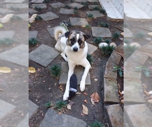 Australian Eskimo Dogs for adoption in Agoura Hills, CA, USA