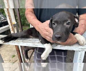 American Staffordshire Terrier-Unknown Mix Dogs for adoption in San Antonio, TX, USA