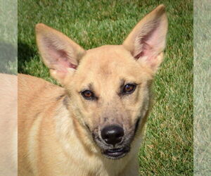 Shepradors Dogs for adoption in Huntley, IL, USA