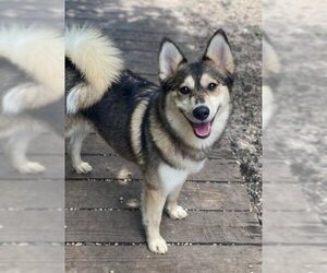 Pomsky Dogs for adoption in Matawan, NJ, USA