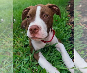 Bullypit Dogs for adoption in Lighthouse Point, FL, USA