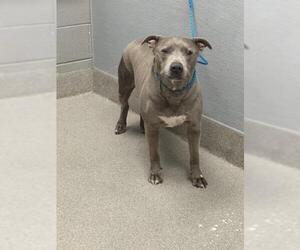 American Pit Bull Terrier-Unknown Mix Dogs for adoption in Las Vegas, NV, USA