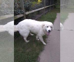 Great Pyrenees Dogs for adoption in Minneapolis, MN, USA