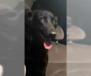 Labrador Retriever Dogs for adoption in San Antonio, TX, USA