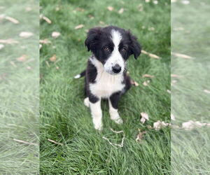 Border-Aussie Dogs for adoption in Omaha, NE, USA