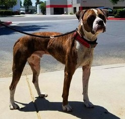 Boxer Dogs for adoption in Seattle, WA, USA