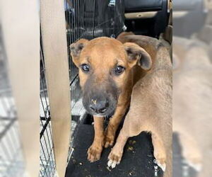 Mutt Dogs for adoption in Stockton, CA, USA