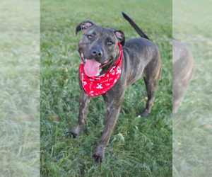 American Pit Bull Terrier-Unknown Mix Dogs for adoption in Phoenix, AZ, USA