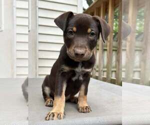 Mutt Dogs for adoption in Greenville, SC, USA