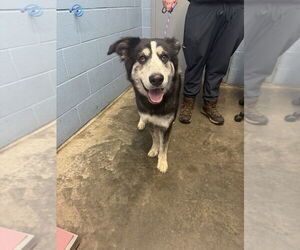Siberian Husky-Unknown Mix Dogs for adoption in Evansville, IN, USA